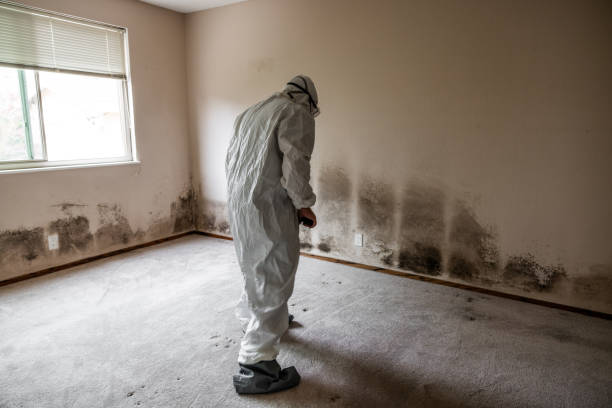 Best Local Mold Removal Service  in Valle Vista, AZ